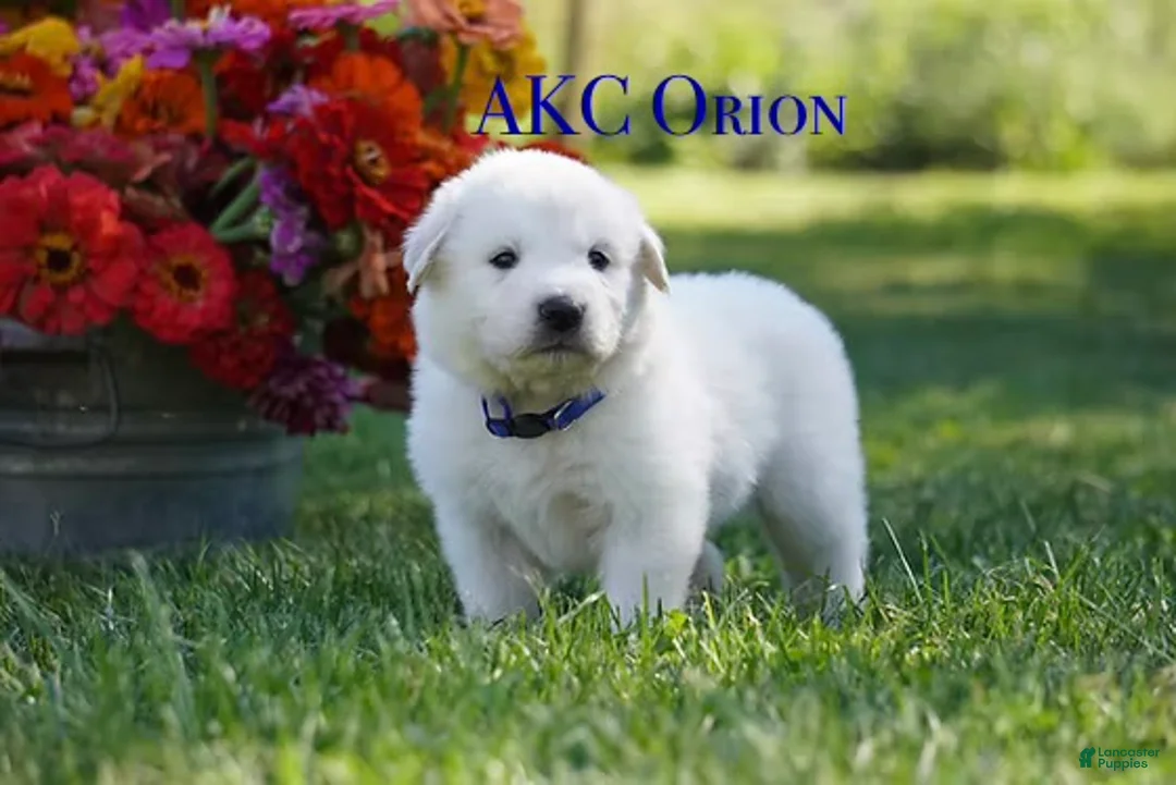 Great Pyrenees dogs for sale: AKC Orion - Ad 1