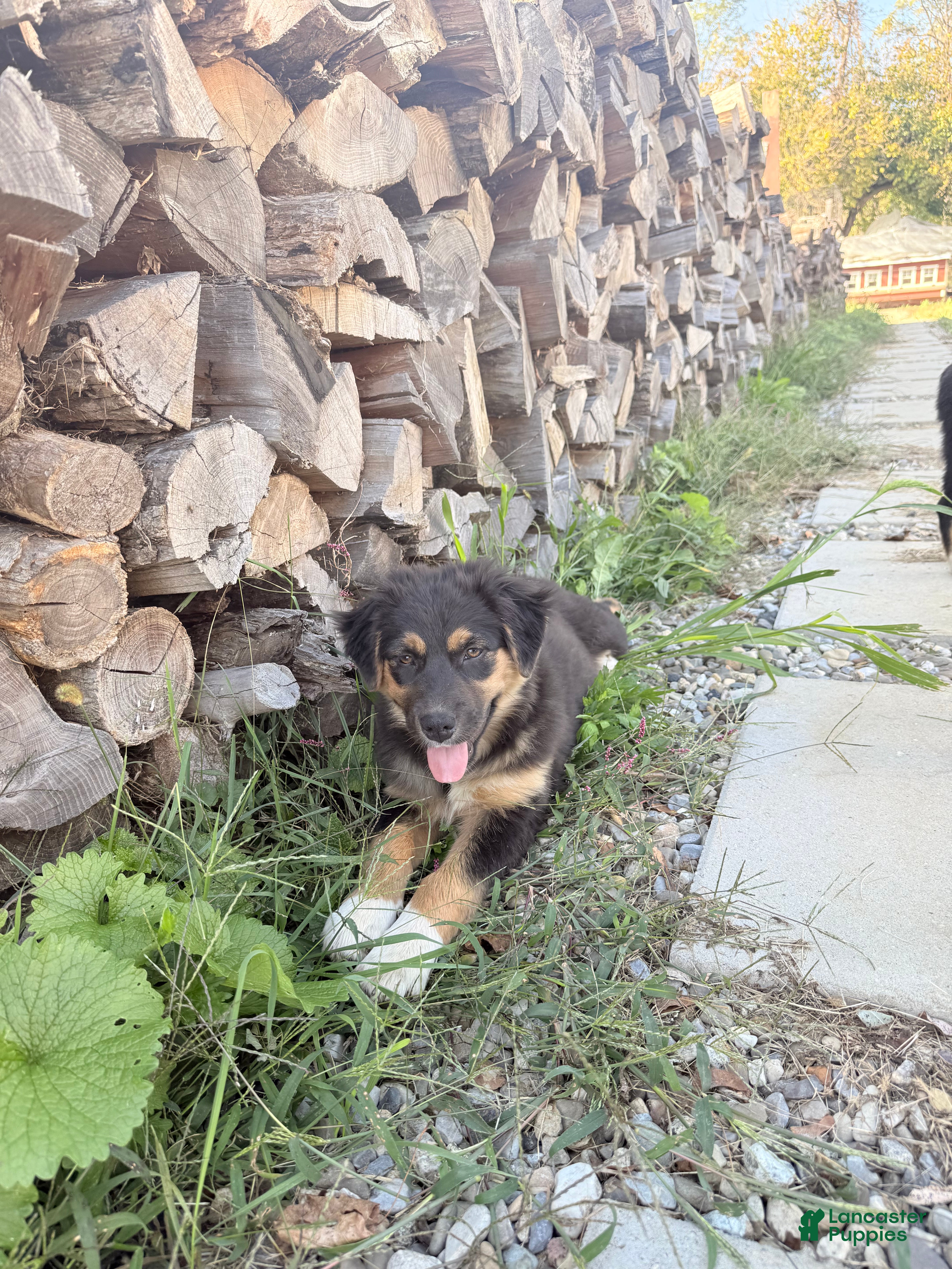 Australian Shepherd dogs Australian Shepherd Puppy 8 - Ad 42