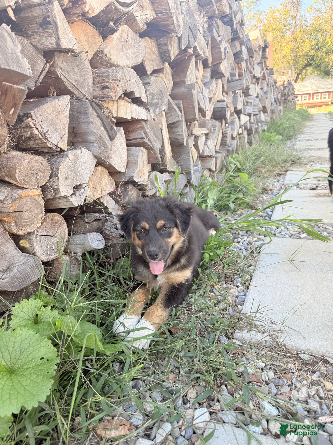 Australian Shepherd dogs for sale: Australian Shepherd Puppy 8 - Ad 1