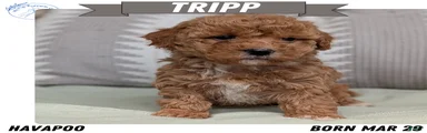 Tripp