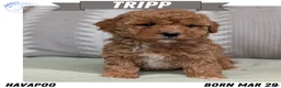 Havapoo dogs for sale: Tripp - Ad 1