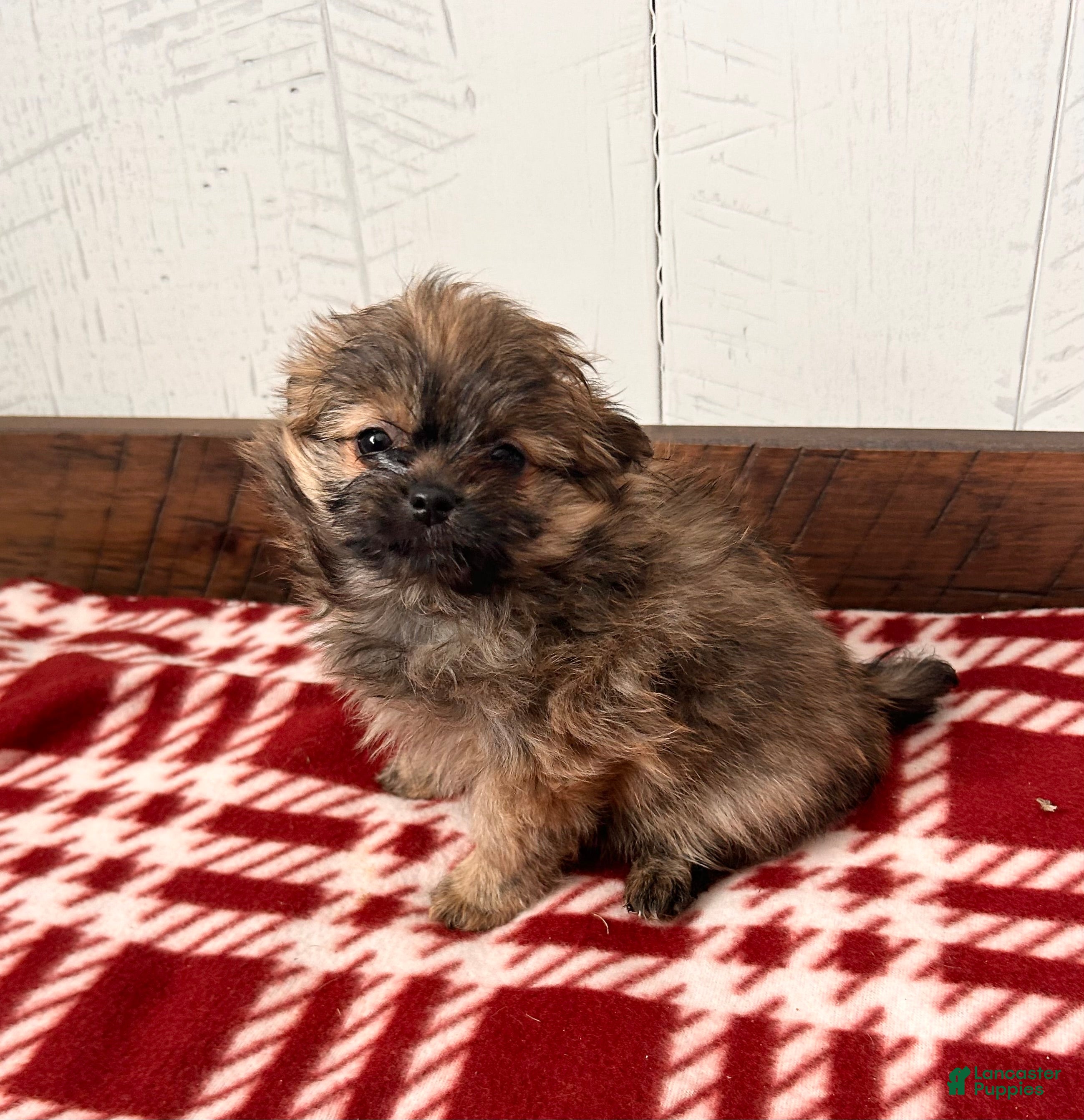 Mixed Breed dogs Gigi - Ad 22