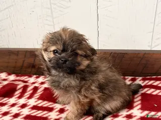 Mixed Breed dogs Gigi - Ad 22