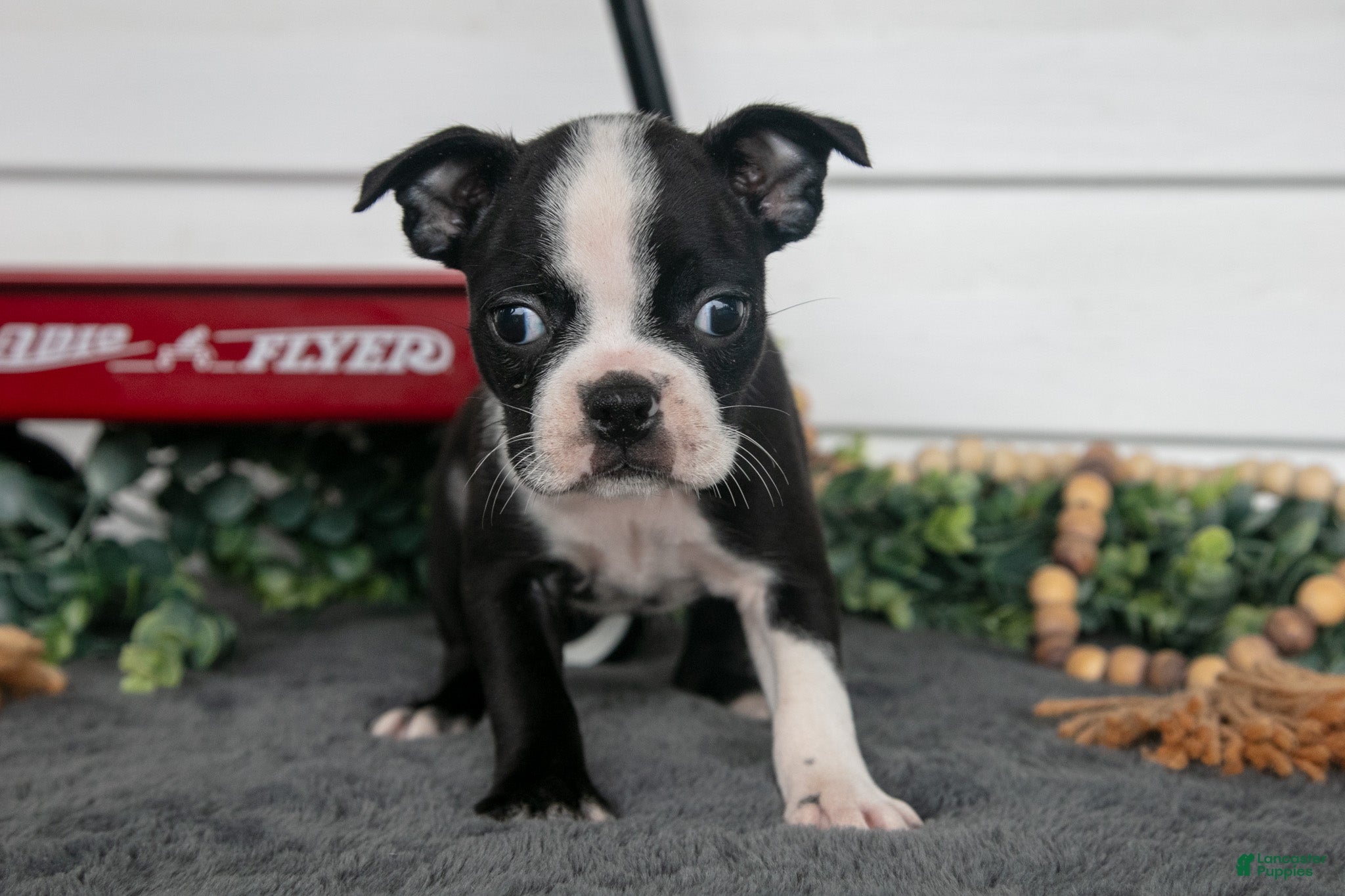 Boston Terrier dogs Marigold - Ad 1