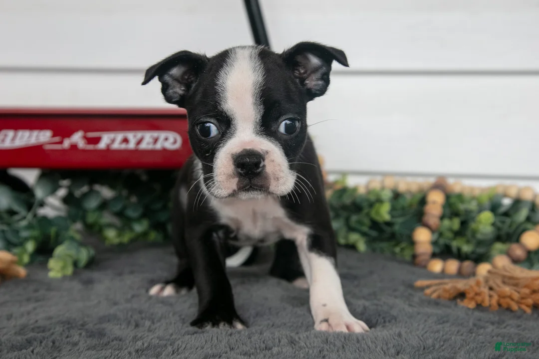 Boston Terrier dogs for sale: Marigold - Ad 1