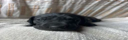 Great Dane dogs for sale: Roma - Ad 3
