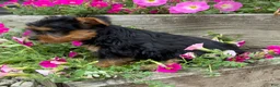 Yorkshire Terrier dogs for sale: Ruby - Ad 7
