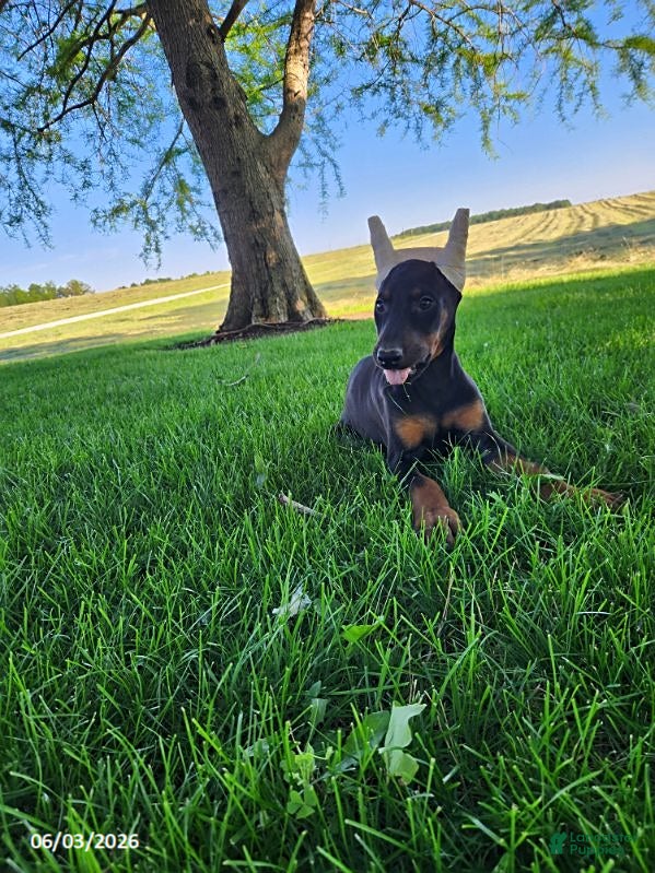Doberman Pinscher dogs for sale: Ranger - Ad 1