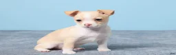 Chihuahua dogs for sale: Cally - Ad 3
