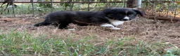 Mixed Breed dogs for sale: Black collar boy  - Ad 5