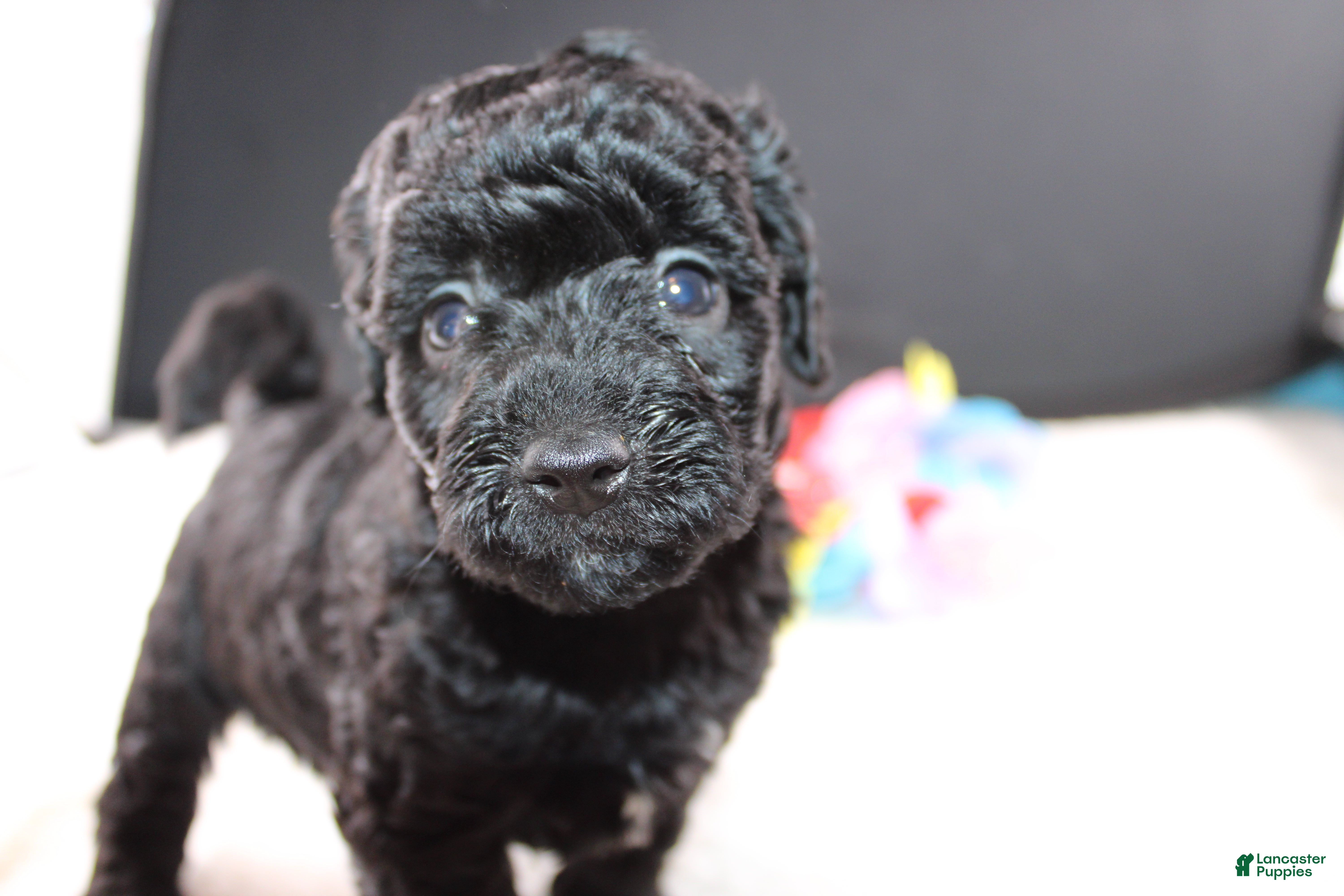 Mini Goldendoodle dogs Felicity - Ad 24