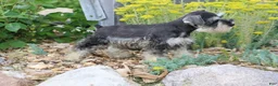 Miniature Schnauzer dogs for sale: Tina - Ad 3