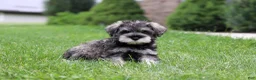 Miniature Schnauzer dogs for sale: Charlie - Ad 7