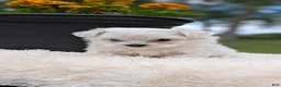 Maltese dogs for sale: Macy - Ad 6