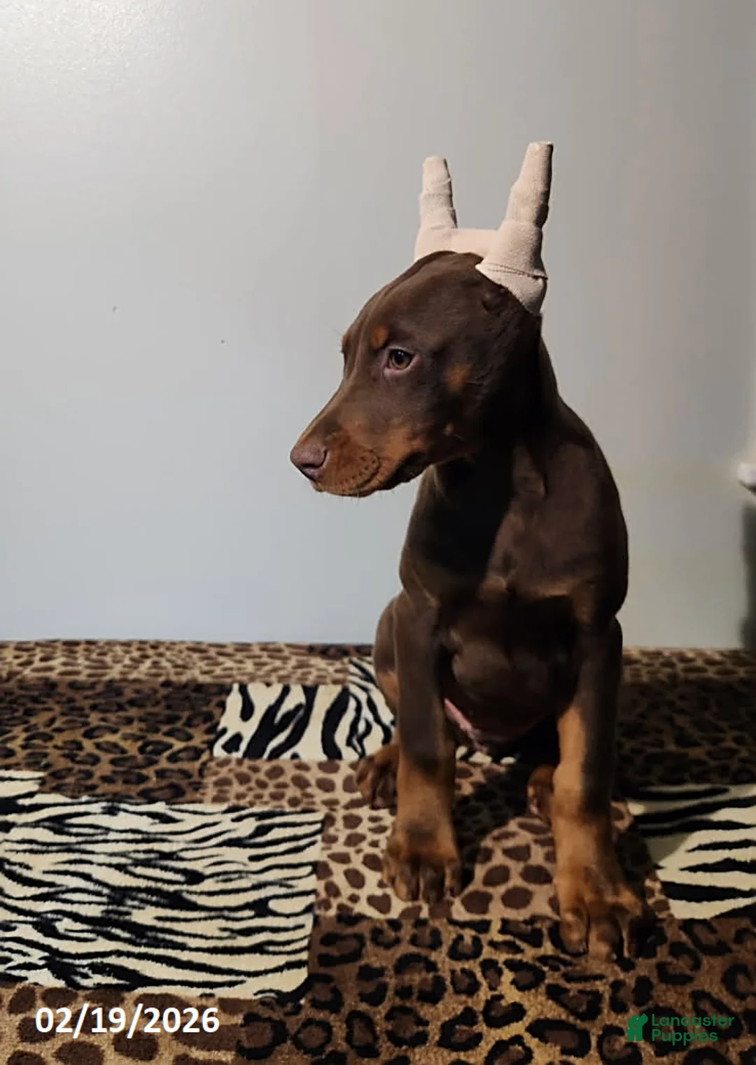 Doberman Pinscher dogs for sale: Ramona - Ad 5