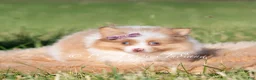 Pomeranian dogs for sale: Margo AKC - Ad 6