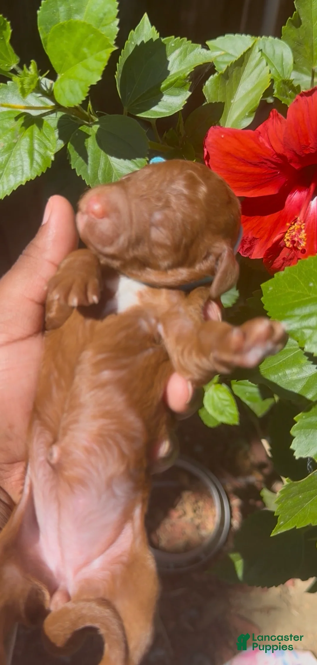 Standard Poodle dogs for sale: Lumi - Ad 2