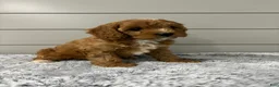 Cavapoo dogs for sale: Nova - Ad 4