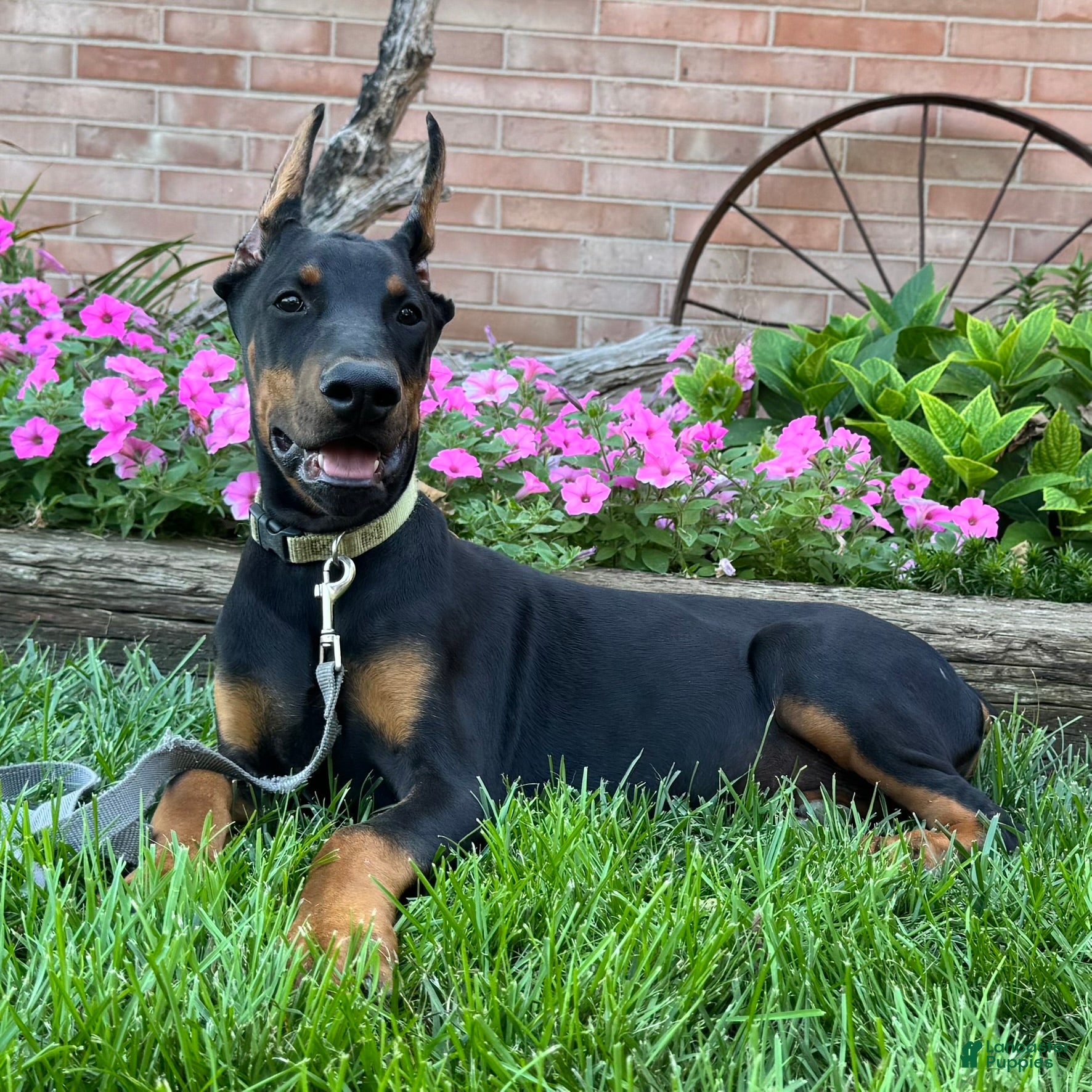 Doberman Pinscher dogs Zorro - Ad 1
