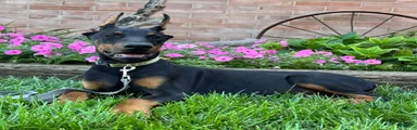 Zorro