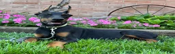 Doberman Pinscher dogs for sale: Zorro - Ad 1