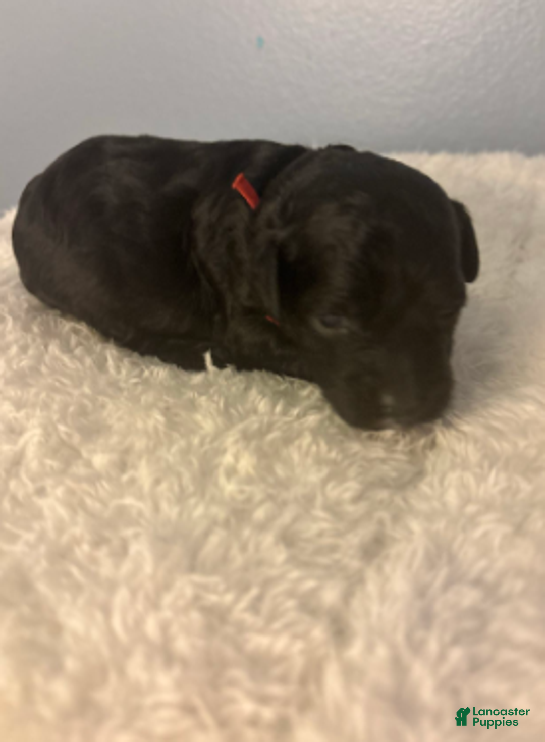 Cavapoo dogs for sale: Holly - Ad 3