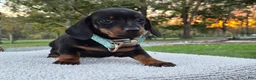 Miniature Dachshund dogs for sale: Peanut  - Ad 13