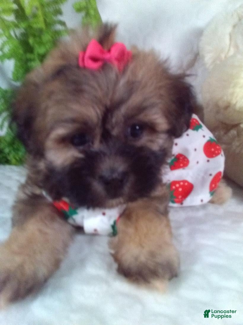 Shih Tzu dogs Callie - Ad 2