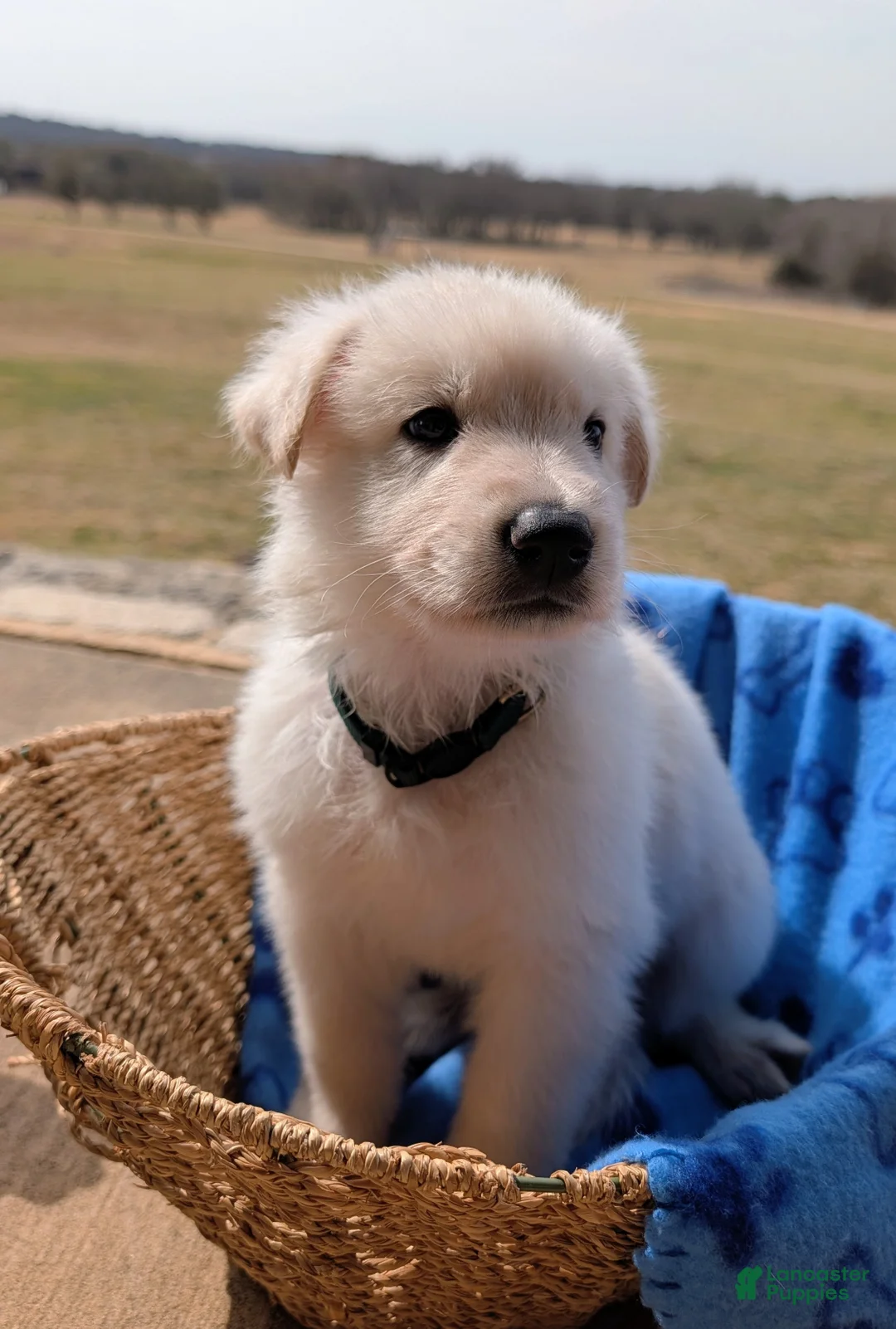 German Shepherd dogs for sale: Hood - Ad 2