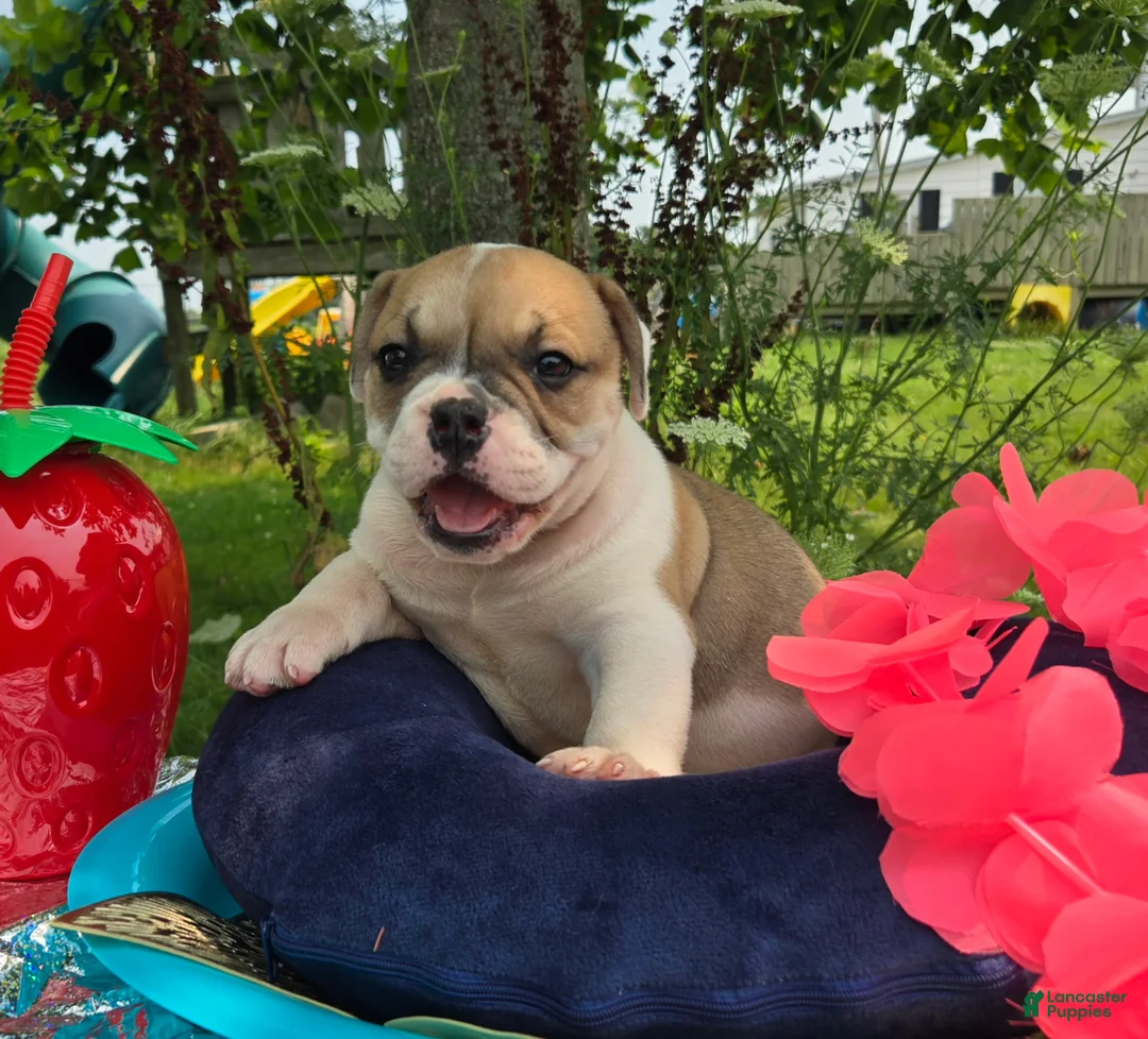 Olde English Bulldogge dogs for sale: Irene - Ad 2