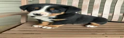 Greater Swiss Mountain Dog dogs for sale: Ben - Ad 4