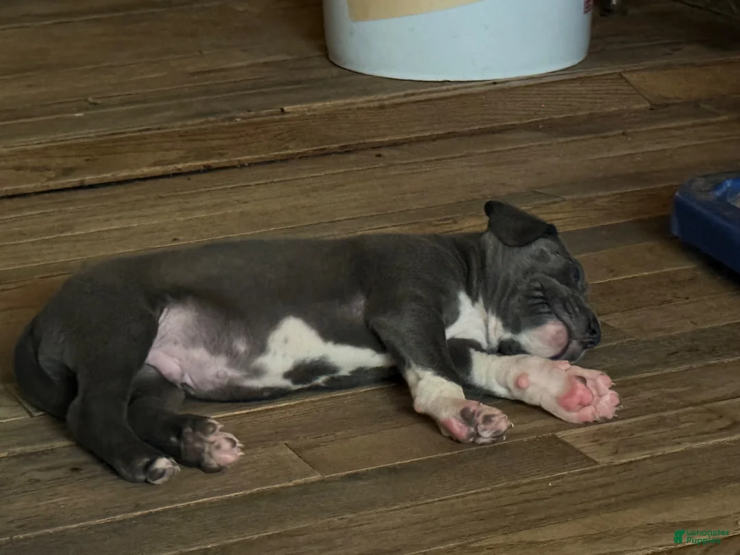 Mixed Breed dogs for sale: Baby 2 - Ad 2