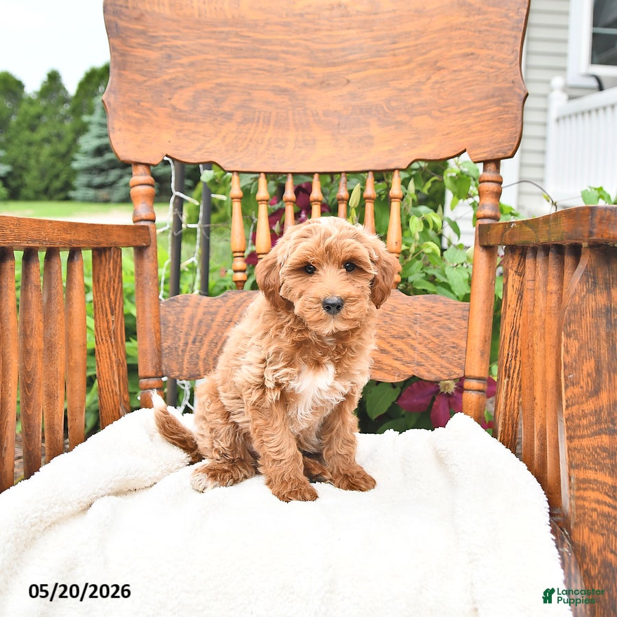 Mini Goldendoodle dogs Roscoe - Ad 1