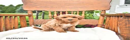 Mini Goldendoodle dogs for sale: Roscoe - Ad 1