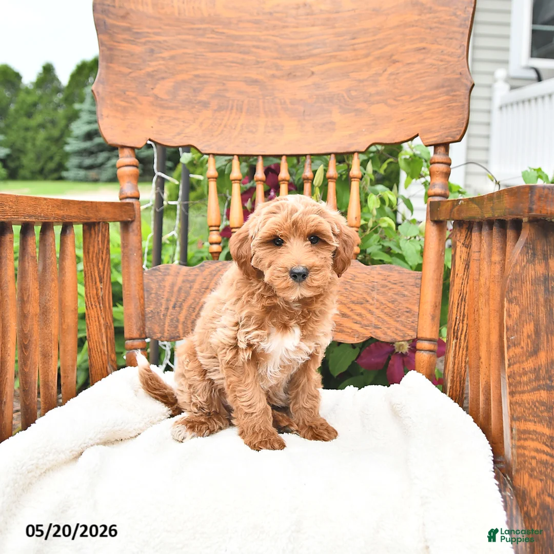 Mini Goldendoodle dogs for sale: Roscoe - Ad 1
