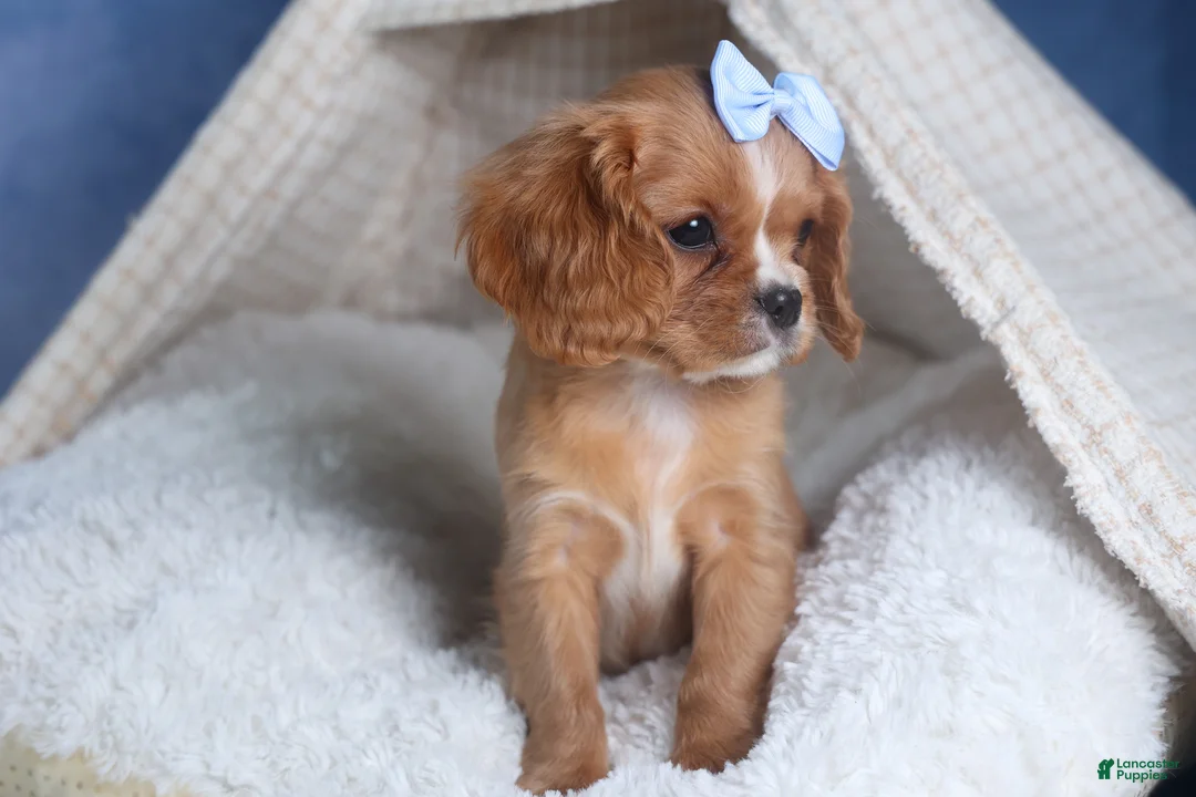 Cavalier King Charles Spaniel dogs for sale: Porter - Ad 7