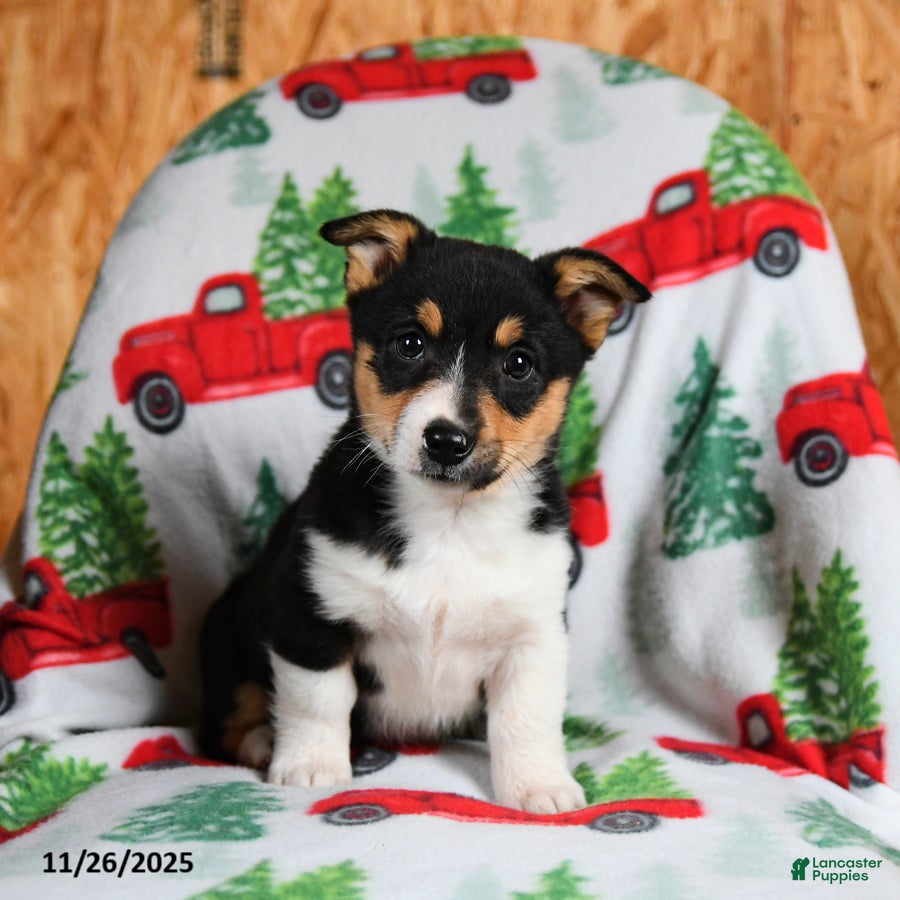 Welsh Corgi Pembroke dogs Kenya - Ad 4