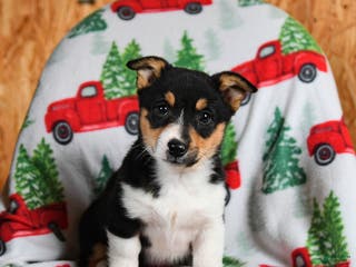 Welsh Corgi Pembroke dogs Kenya - Ad 33