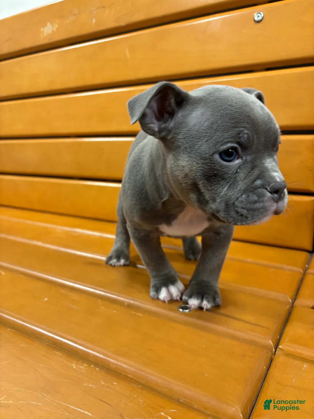 American Bully dogs for sale: El - Ad 2