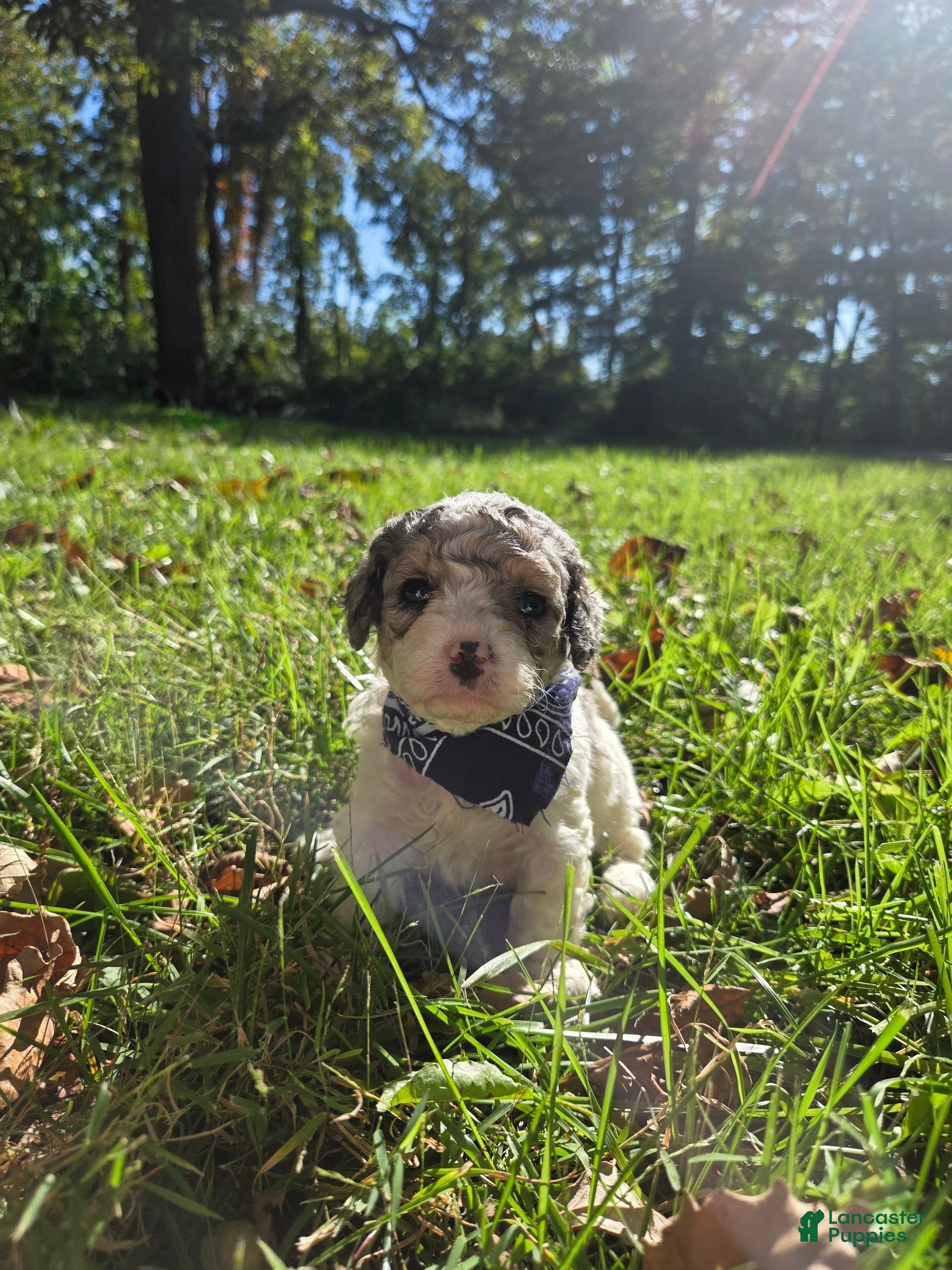 Cavapoo dogs Lily - Ad 1