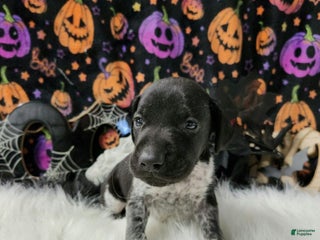 German Shorthaired Pointer dogs - Ad 15