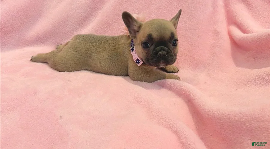 French Bulldog dogs for sale: French Bulldog 3 - Ad 2