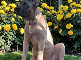 Cane Corso dogs Cane Corso pink - Ad 13