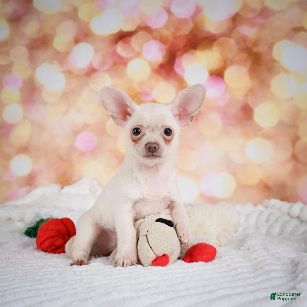 Chihuahua dogs Grant - Ad 1