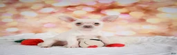 Chihuahua dogs for sale: Grant - Ad 1
