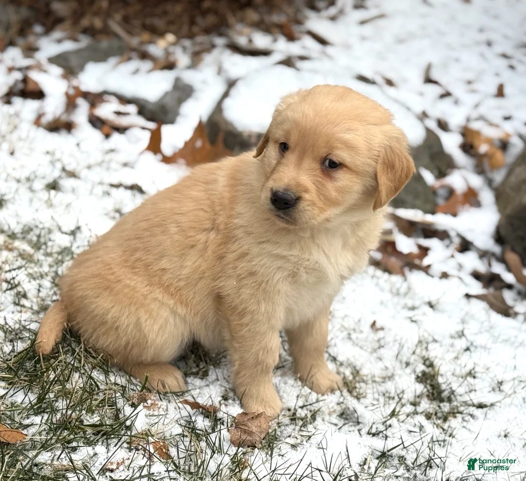 Golden Retriever dogs for sale: Seleah - Ad 8
