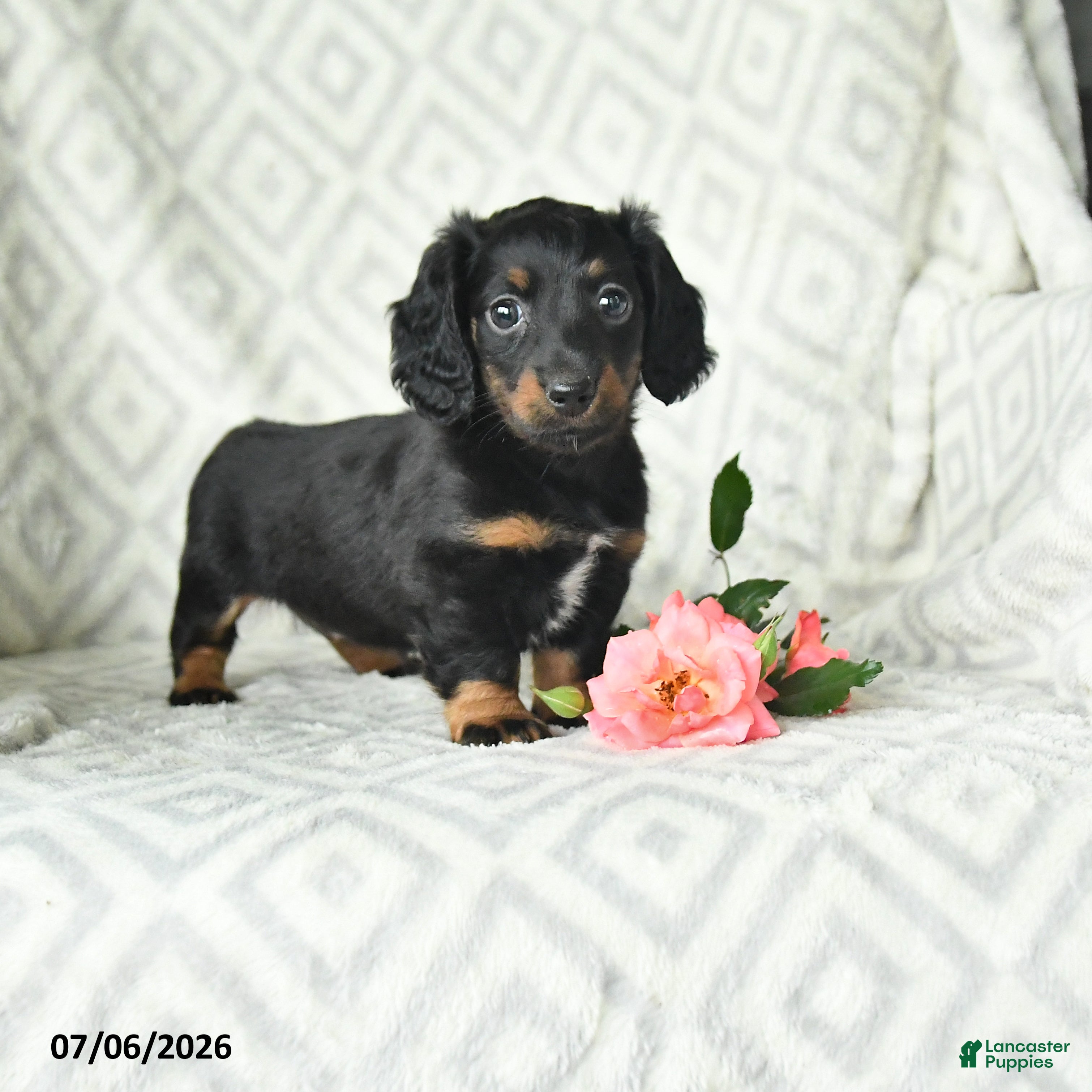 Dachshund dogs Betsy - Ad 1