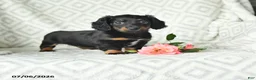 Dachshund dogs for sale: Betsy - Ad 1