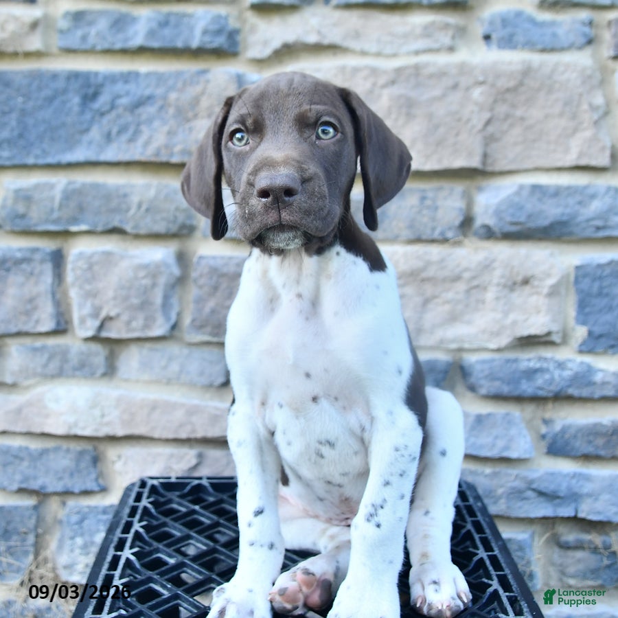 German Shorthaired Pointer dogs Arnold - Ad 2