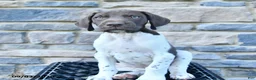 German Shorthaired Pointer dogs for sale: Arnold - Ad 2